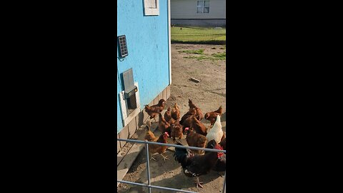 Chickens feeding