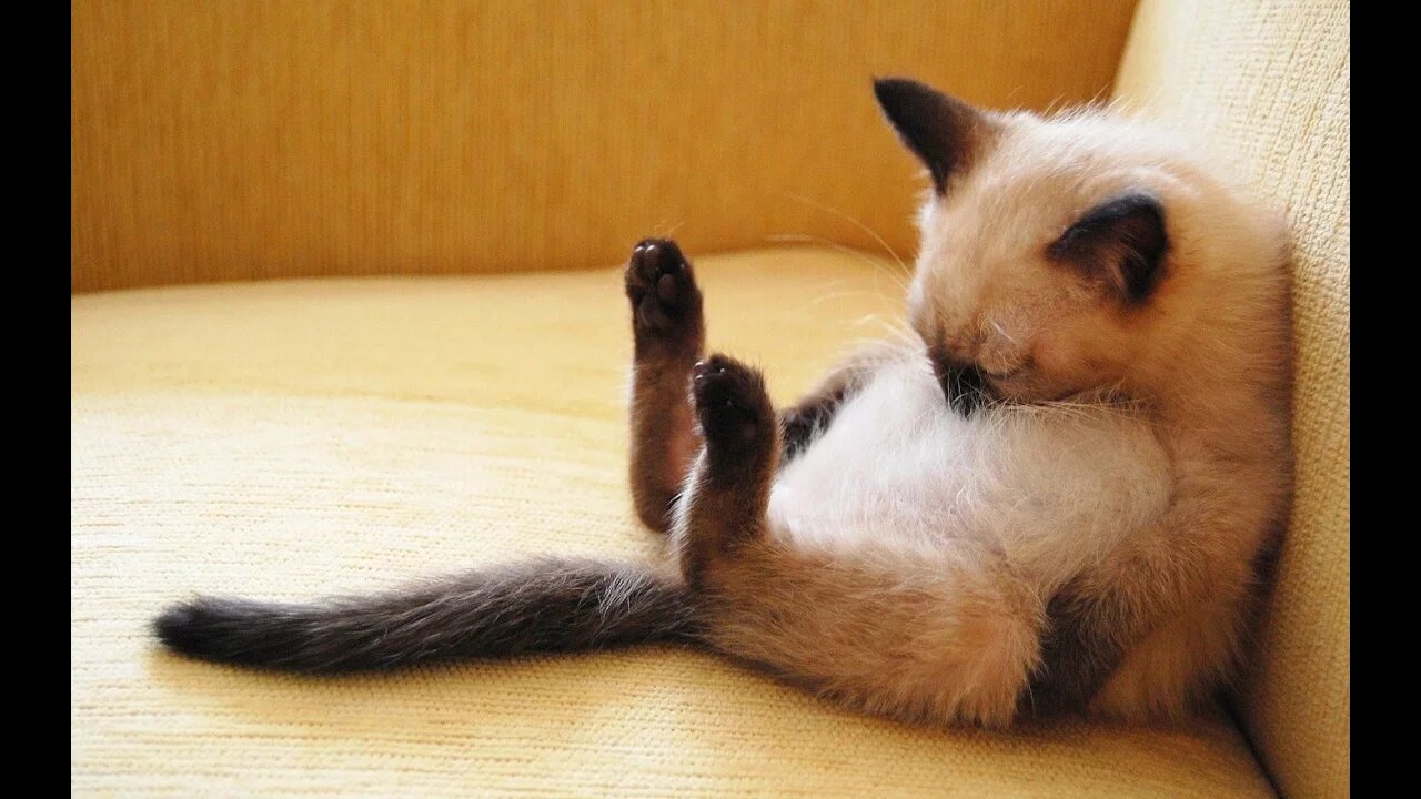 Ultimate funny and cute cat & dog compilation - Clips that will make your day