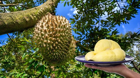 Harness Durian’s Might: The Ultimate Superfruit for Strength and Glow! MD73