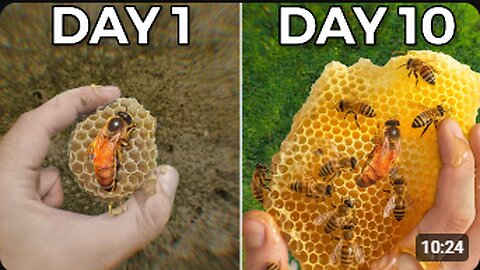 Raising 10,000 Bees (in my home)