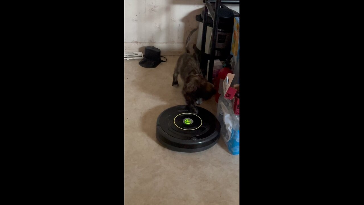 Chihuahuas and robots