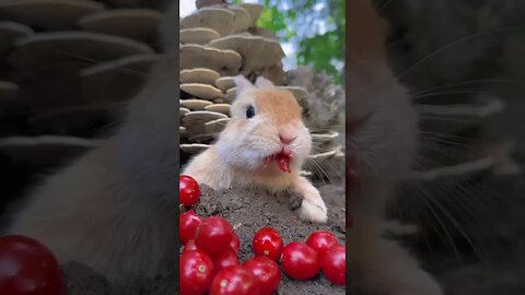 Little Rabbit Eats Tomatoes All Over His Face, Cute Pet Debut Plan Rabbit, Little Cute Pet in the C