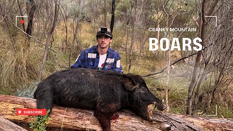 Cranky Boars IN THE HILLS