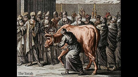 Red Heifer Sacrifice! What really happened on July 8th?
