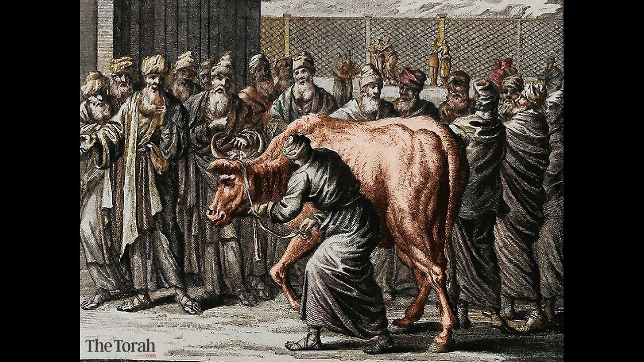 Red Heifer Sacrifice! What really happened on July 8th?