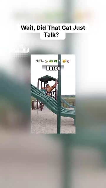 How different animals go down a slide😂😂