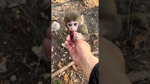 Feed a cute baby monkey eat grapes