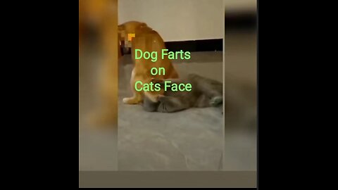 Dog Farts on Cats Face