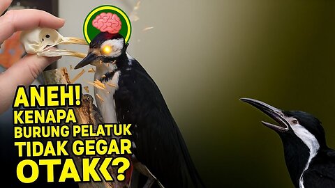 Strange!! Why don’t woodpeckers shake their brains when pecking on wood?