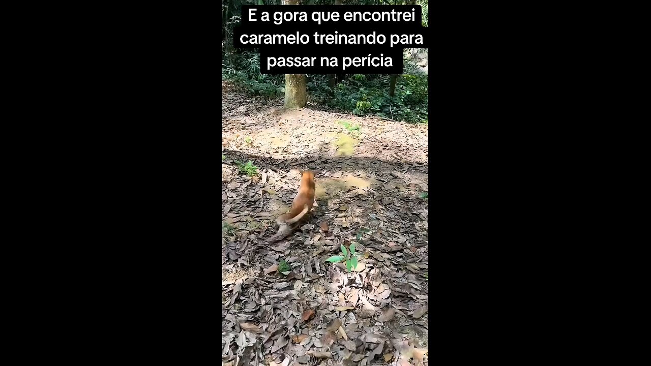 dog trained to pass medical examination