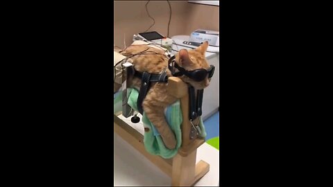 Daily dose of cats