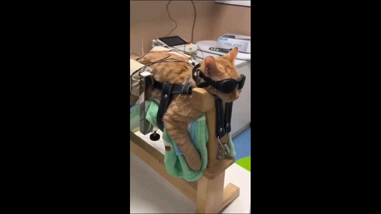 Daily dose of cats