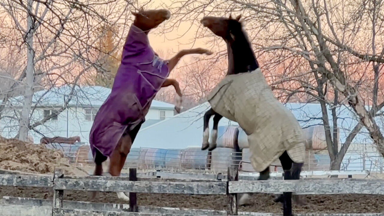 Horses Rearing Up