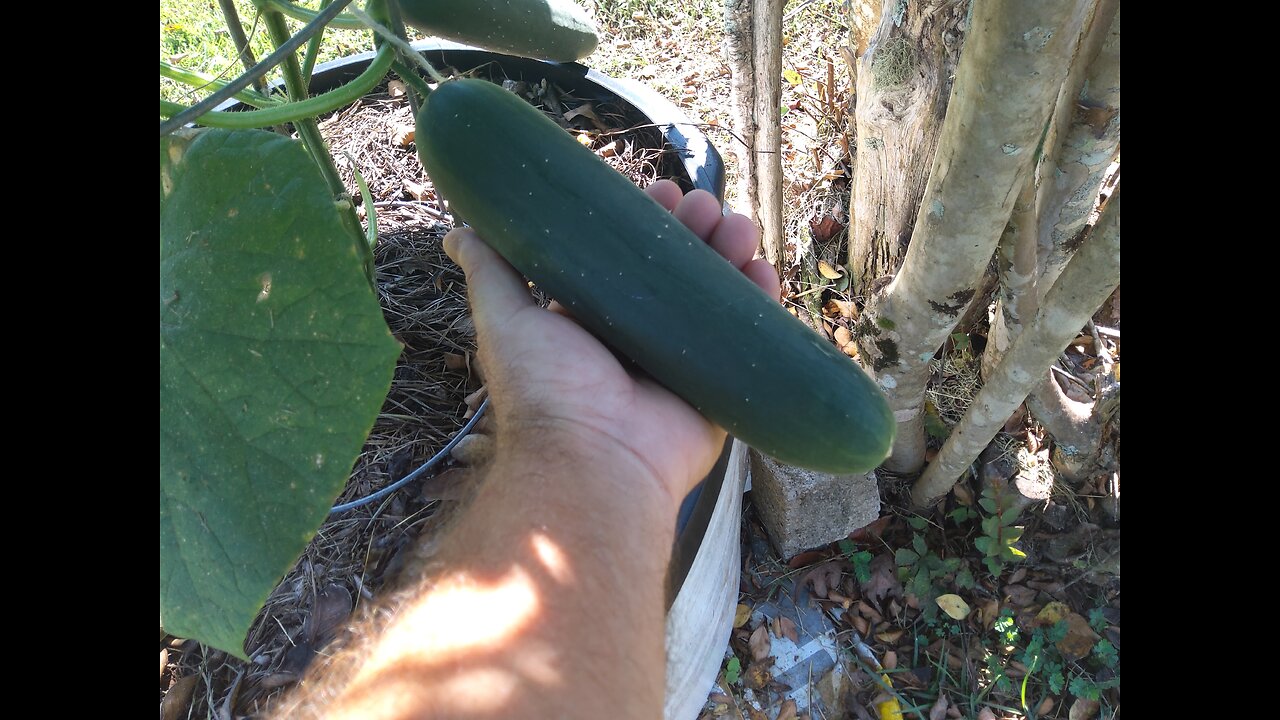 Hossinator Container Cucumber Harvest 8/20/25