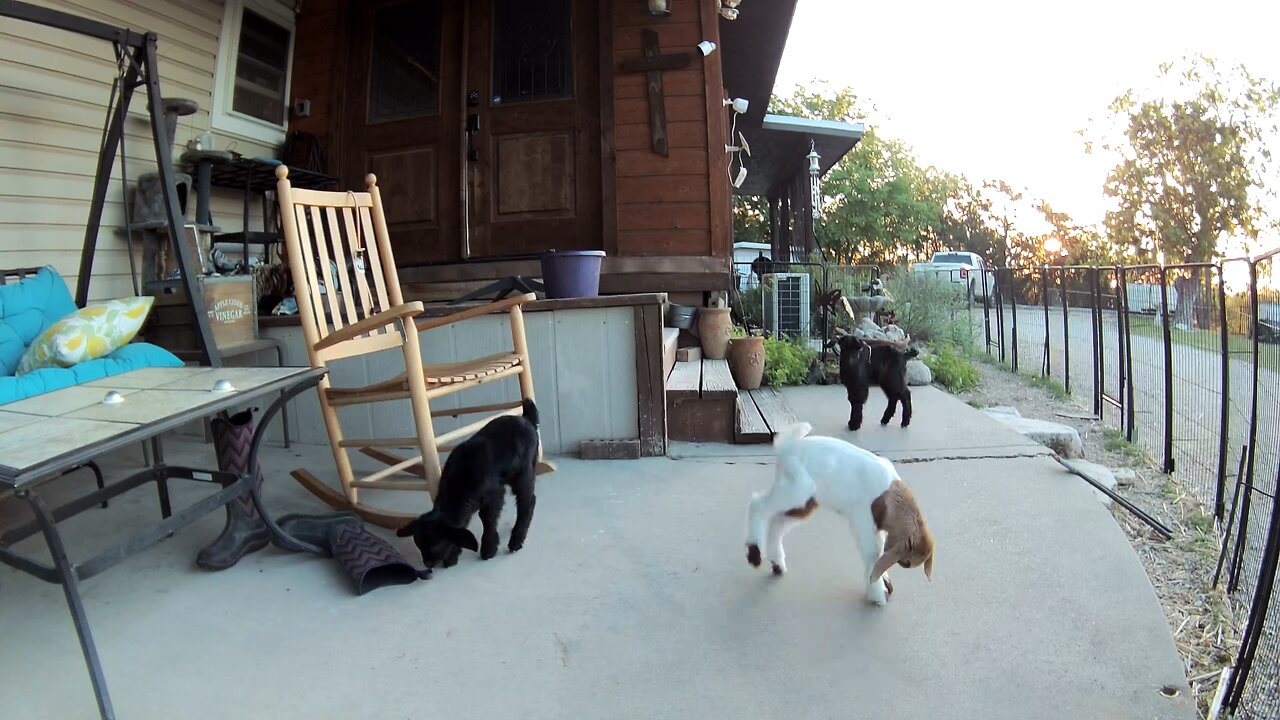 Zoomies!!! The triplets are happy to be out and about