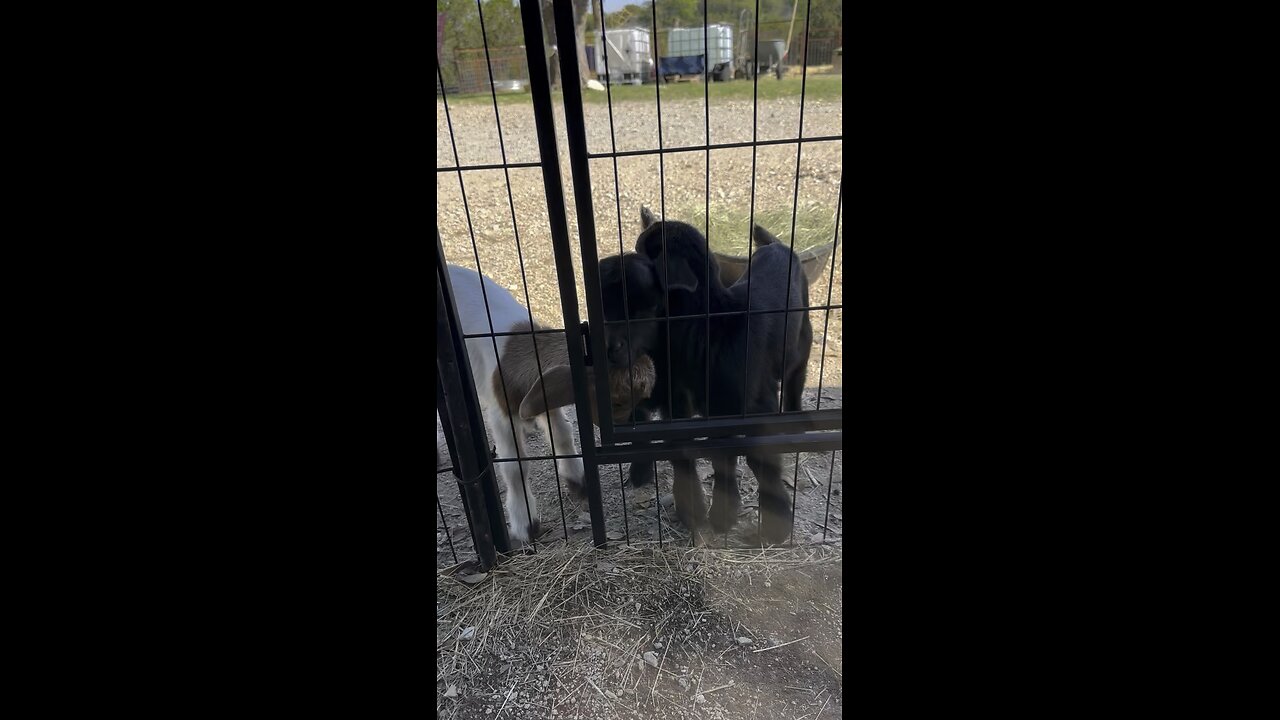 Baby goats getting ready for formation