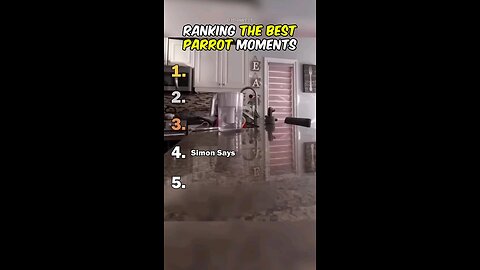 most funniest parrot moment 😁 😂