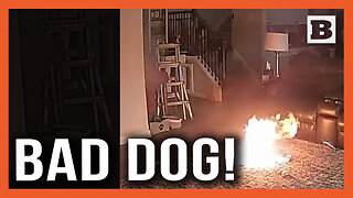 Bad Dog! Dog Starts Fire When Owners Away by Chewing Battery