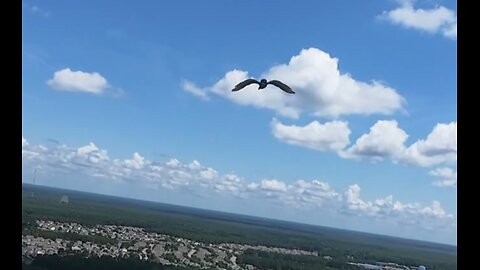 🦅 Rock With You - Michael Jackson 🦅