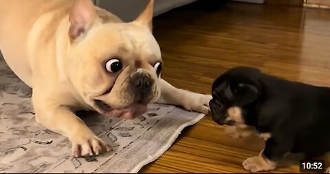 Funny Videos Of French Bulldog, You Can’t Be Missed!