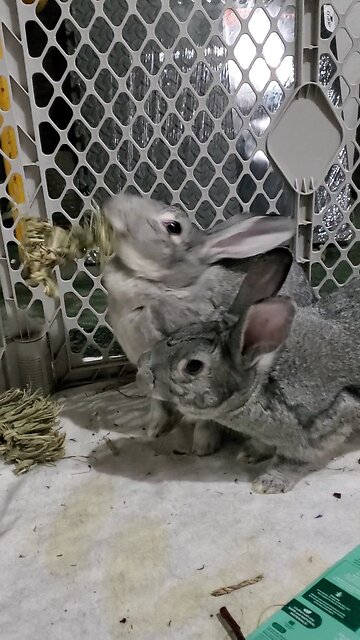 Cheerleader Bun! Countess Cynthia and Lady Sarah 🤍