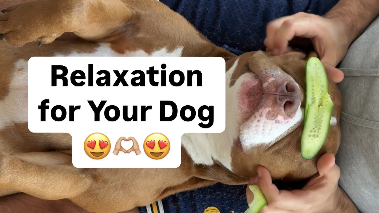 How Massage Can Help Your Dog Heal and Feel Better