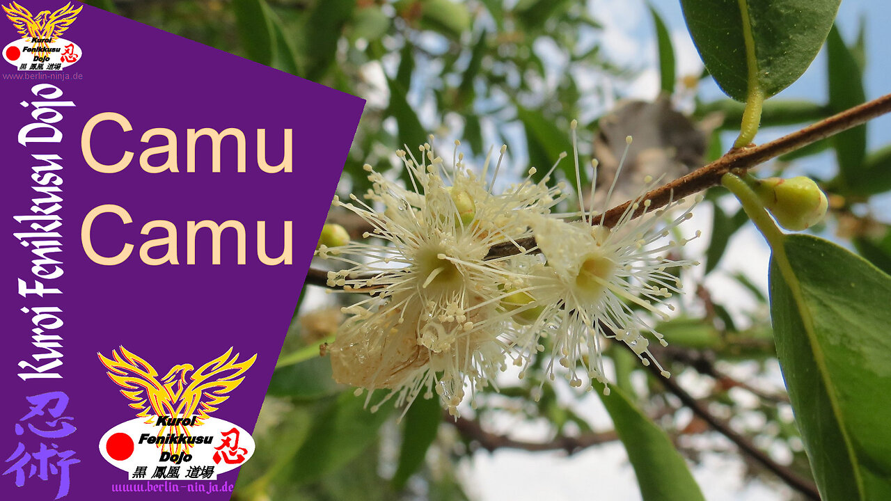 078 - Camu Camu