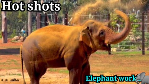 Elephant work and beautiful animals