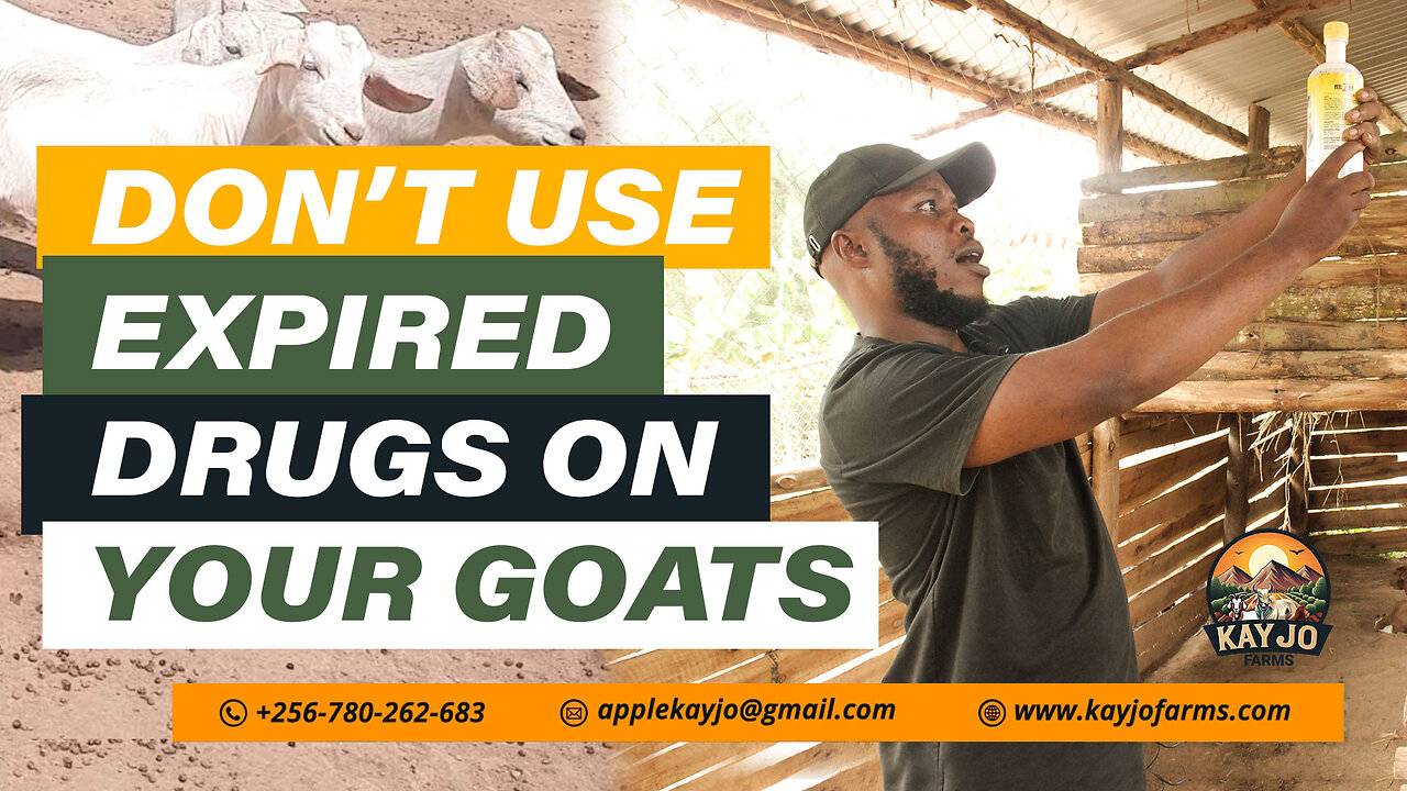 Why You Shouldn't Use Expired Drugs On Your Goats | ep27 #goatfarming #expiredmedicine