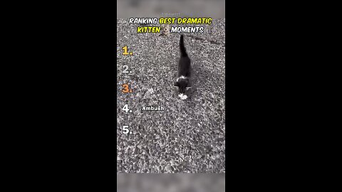 Funny Kittens, Funny Cats