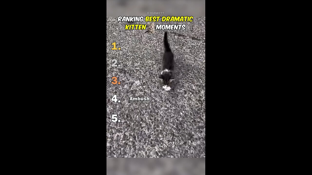 Funny Kittens, Funny Cats