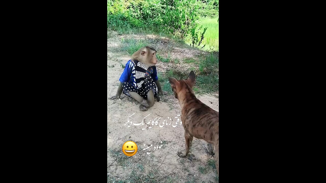 Funny animals