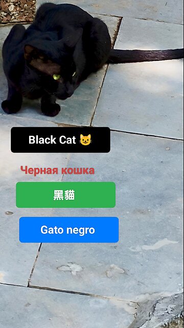 A symbol of enigma and quiet grace. #BlackCat #MysticalVibes