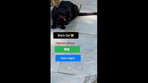 A symbol of enigma and quiet grace. #BlackCat #MysticalVibes