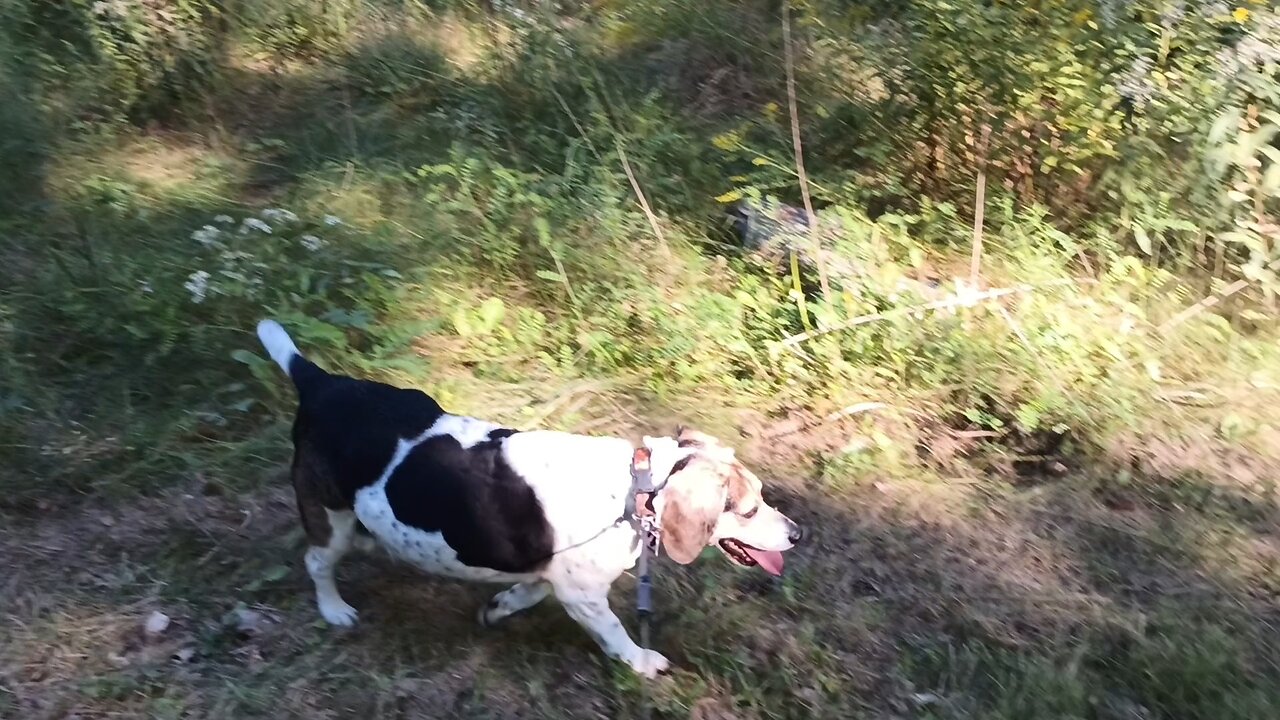 Bandit