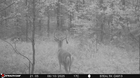 Alberta Whitetail 2025 - Episode 3 - Trail Cams