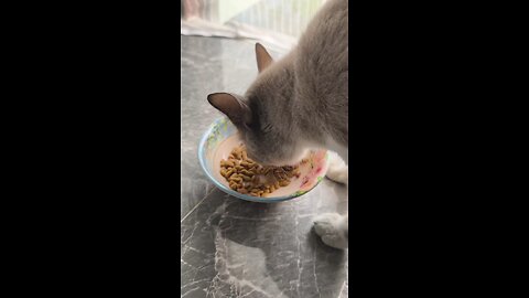 เหมียวชอบกิน