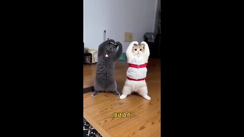 "When You and Your Cat Have the Same Sense of Humor"