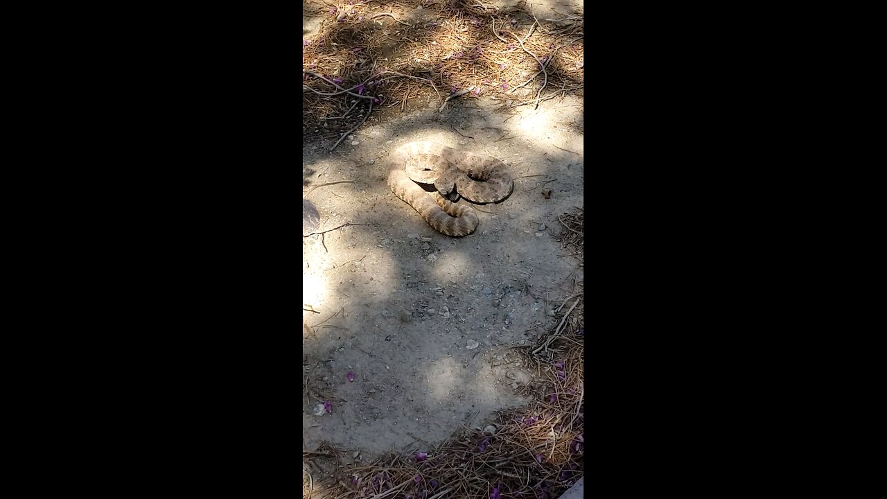 Encounter with rattle snake 🐍.