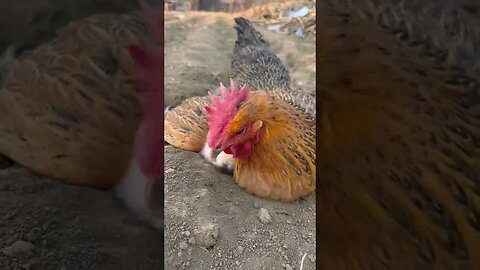 The rabbit hides under the warm wings of the mother hen and eats grass