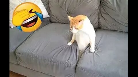Funniest Cats & Dogs of 2025 – Try Not to Laugh! Part-4