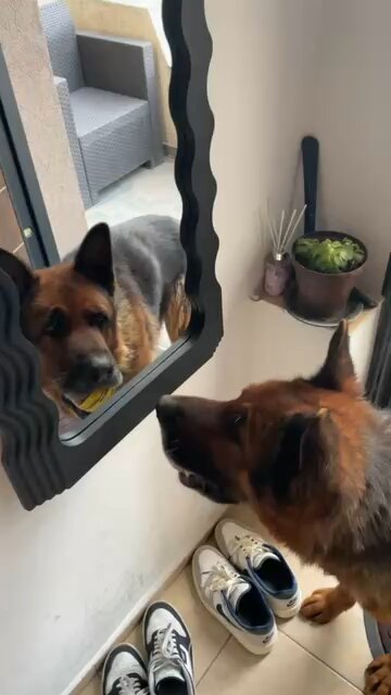 My Dog vs The Mirror: Hilarious Confusion!