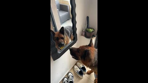 My Dog vs The Mirror: Hilarious Confusion!