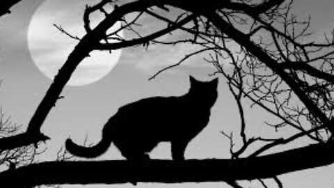 The Black Cat-Basil Rathbone, Anne Gwynne, Bela Lugosi, Broderick Crawford-1941 IMDb 6.1/10