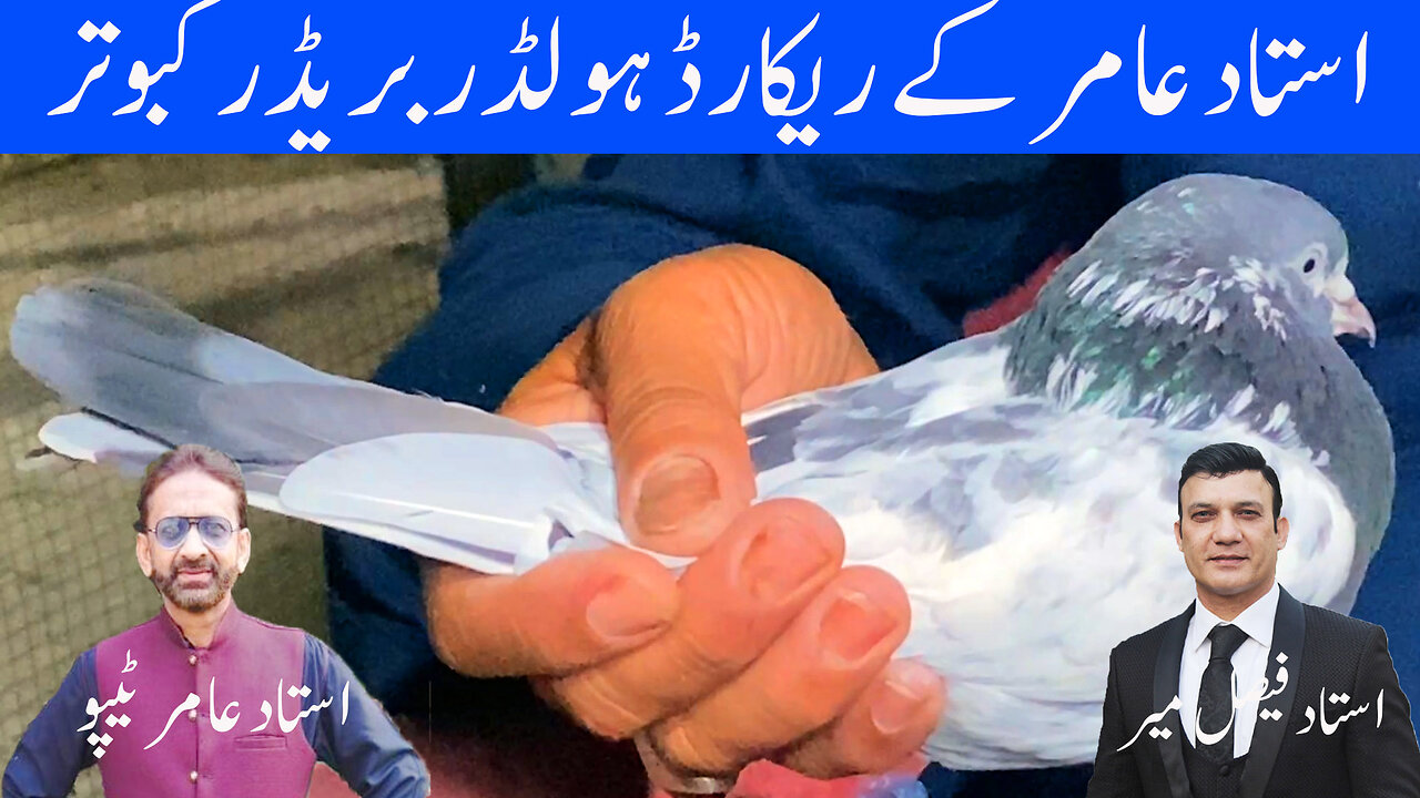 Record Holder Breeder Pigeons Of Ustad Amir Tipu Watch In HD Urdu/Hindi