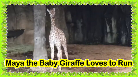 Maya the Baby Giraffe Loves to Run