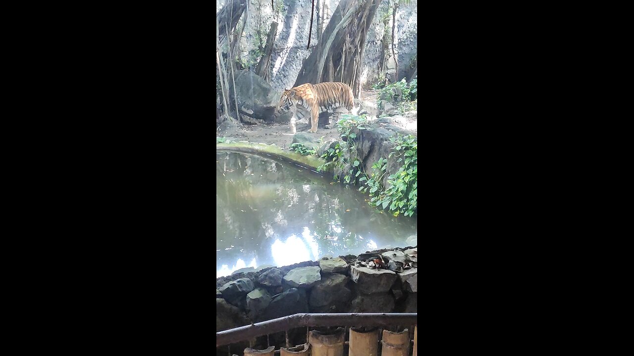 aquí con el tigre de bengala