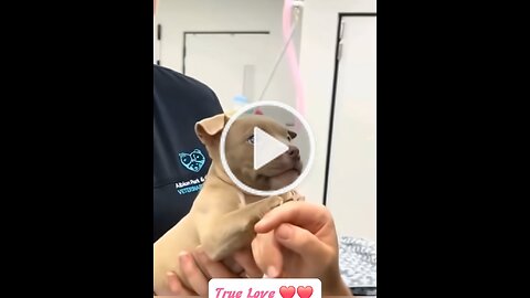 Cute dogs, funny cats, chatty birds and adorable babies