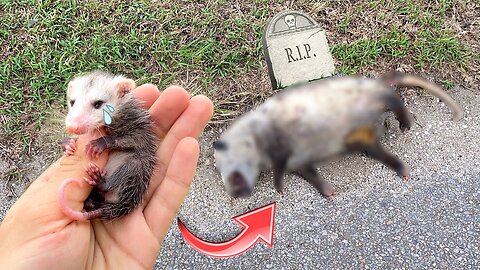 BABY OPOSSUM FOUND SICK & ORPHANED ! WHAT NOW ?!