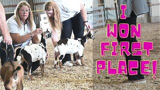 Our SECOND Goat Show EVER!